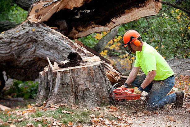 How Our Tree Care Process Works  in  Kronenwetter, WI